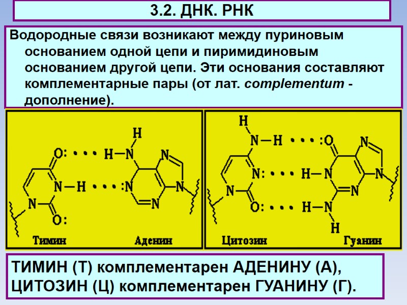 3.2. ДНК. РНК Водородные связи возникают между пуриновым основанием одной цепи и пиримидиновым основанием